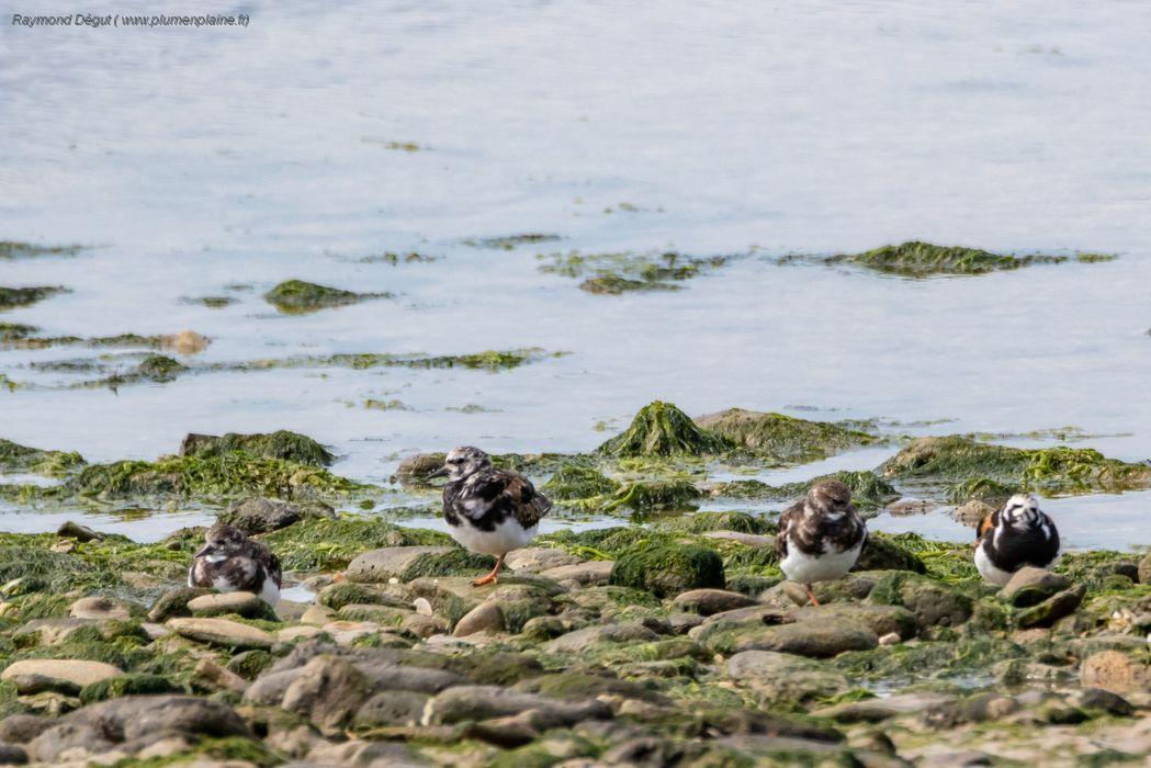 Charente-Maritime : un mortel filet pour les oiseaux, celui des