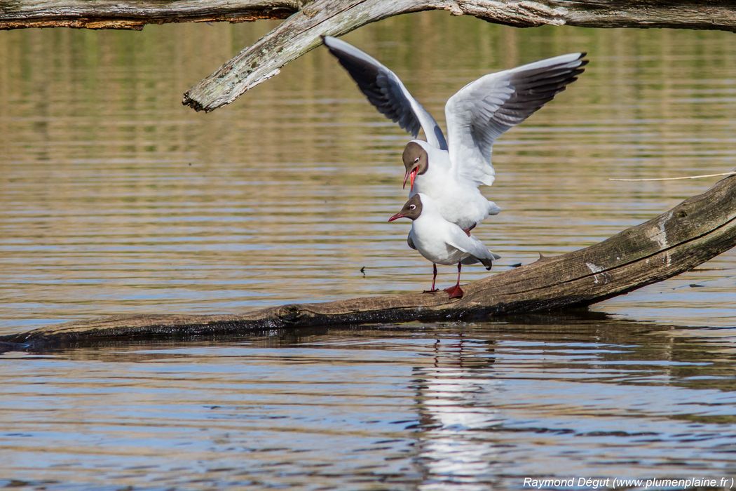 Mouette rieuse - Chroicocephalus ridibundus