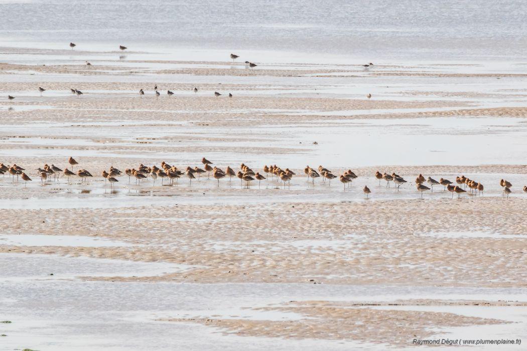 Charente-Maritime : un mortel filet pour les oiseaux, celui des