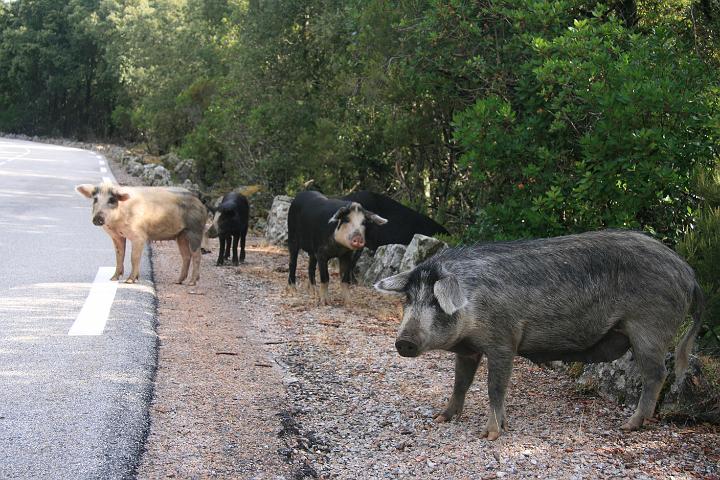 Corse-308.JPG