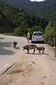 Corse-334