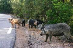 46: Corse-308