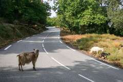 50: Corse-317