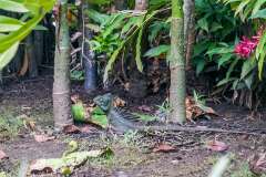 41: CostaRica-166