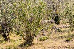 40: Kenya-083