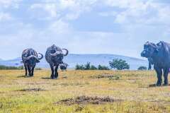 46: Kenya-104