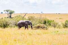 53: Kenya-116
