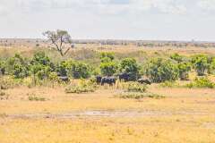 64: Kenya-138