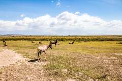 65: Kenya-140