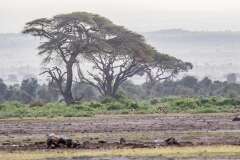 138: Kenya-384