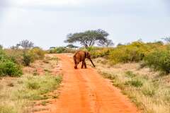 154: Kenya-431