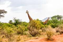 155: Kenya-432