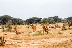 161: Kenya-444