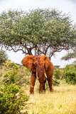 164: Kenya-447