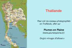 274: Thailande-1200